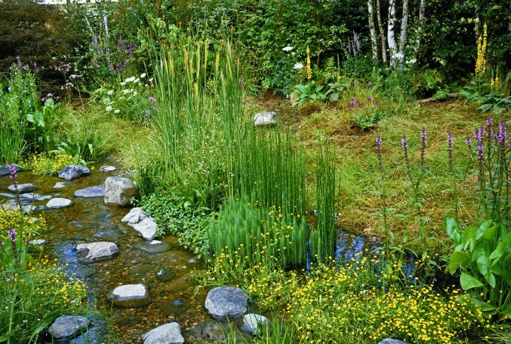 Water garden landscape