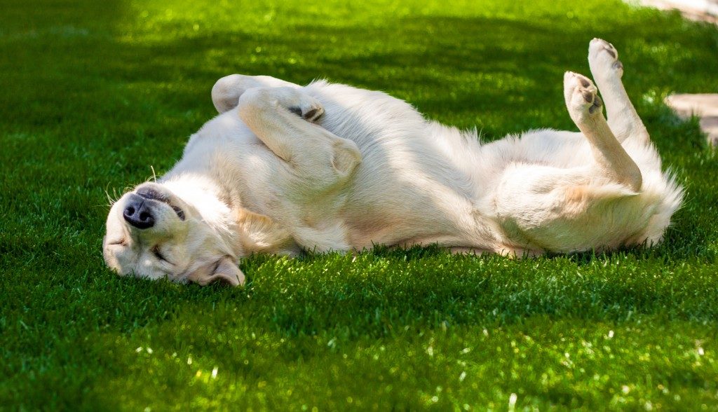 doggo enjoying the grass