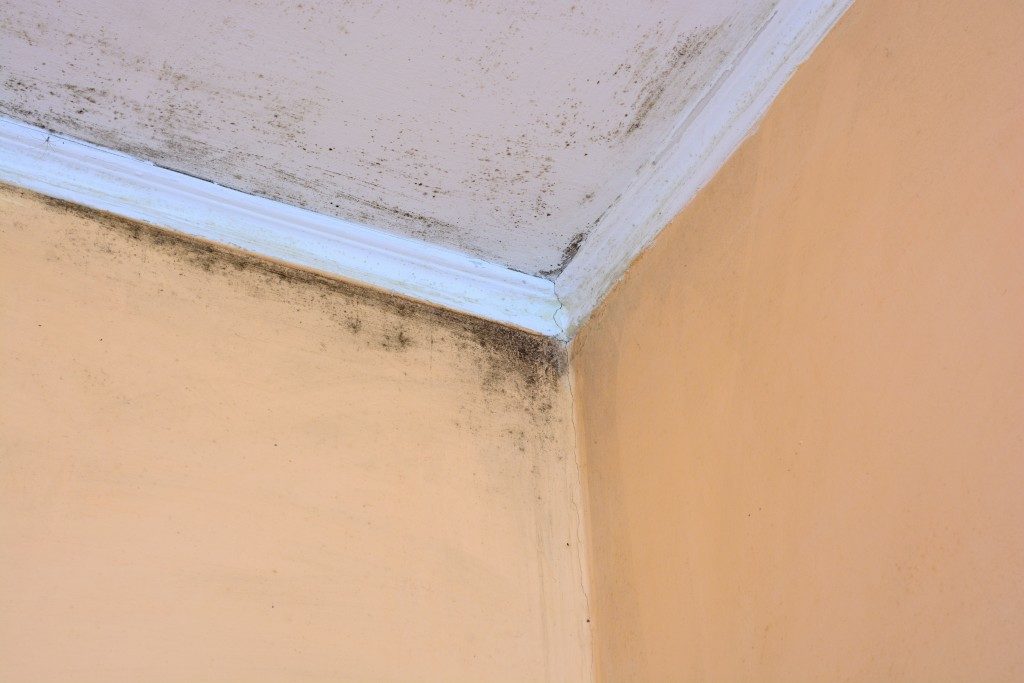 Mold building up on wall
