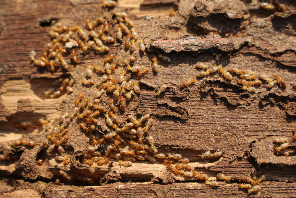 A termite infestation destroying wood