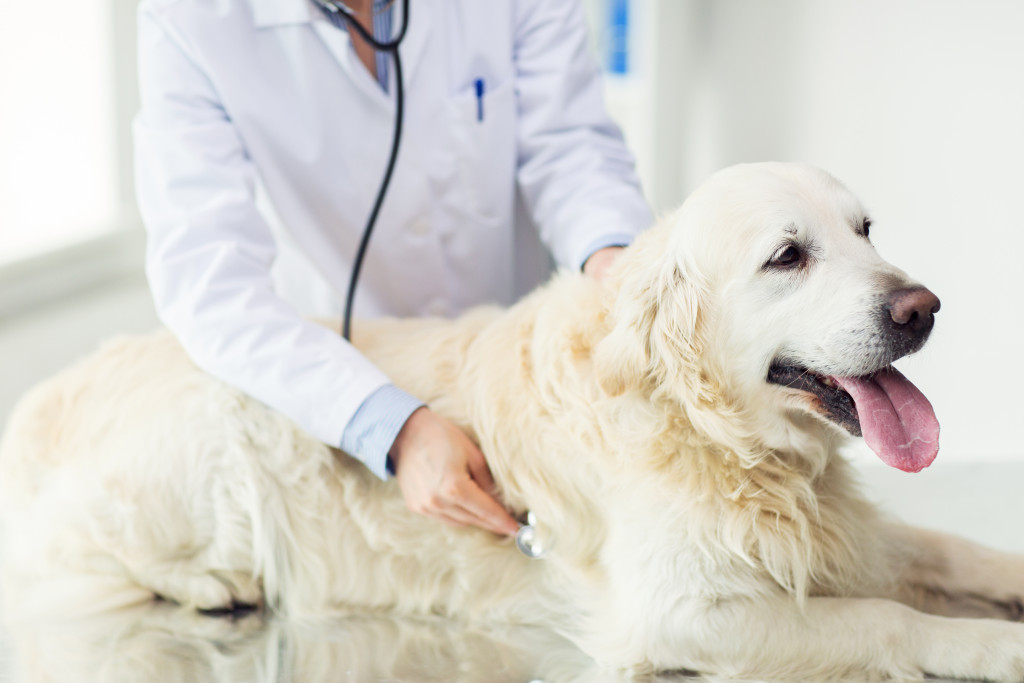 Understanding a pet's health needs