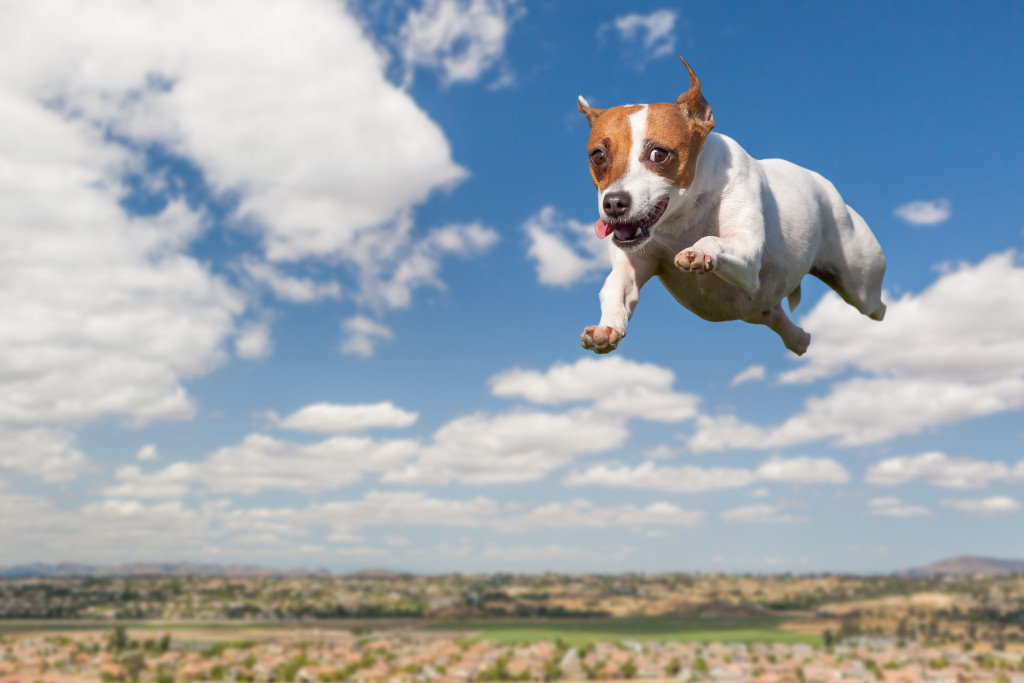A dog jumping in midair while playing