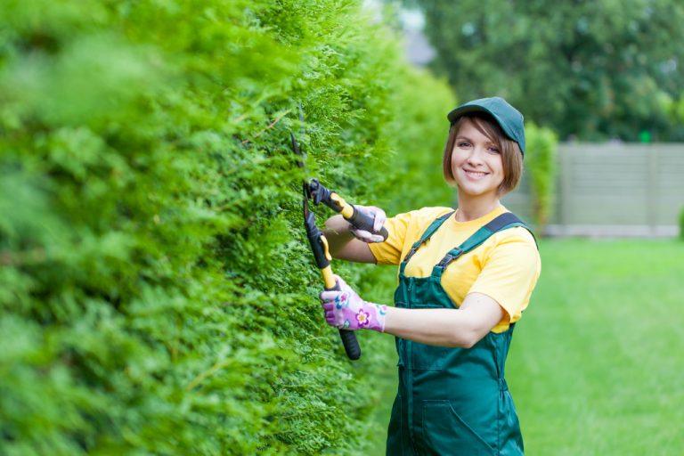 a professional gardener trimming hedges